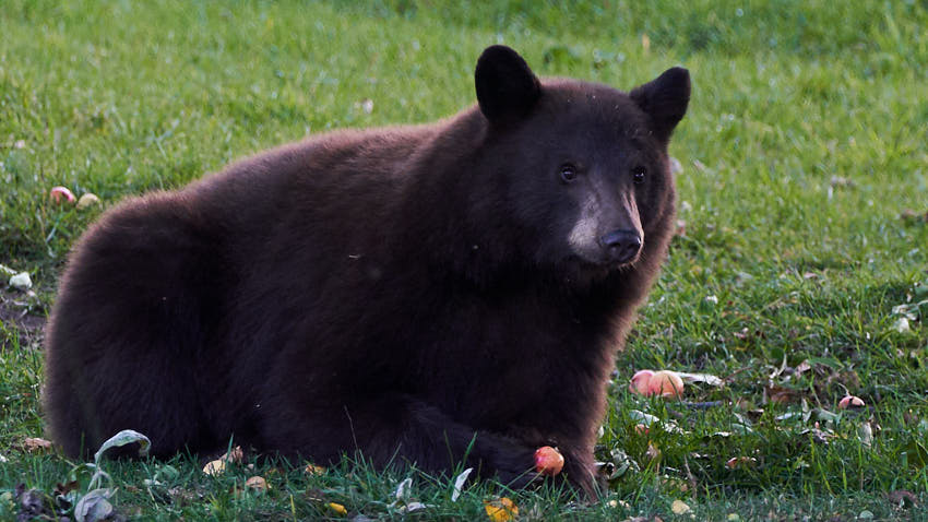 black bear after apples